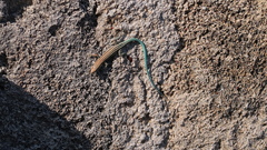 Anatololacerta pelasgiana