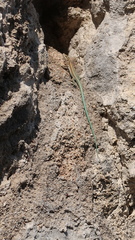 Anatololacerta pelasgiana