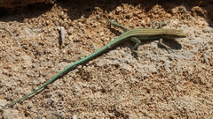 Anatololacerta pelasgiana