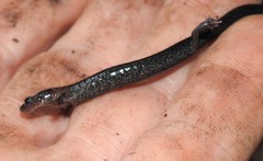 Plethodon electromorphus