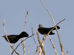Euphagus