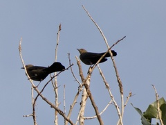 Euphagus