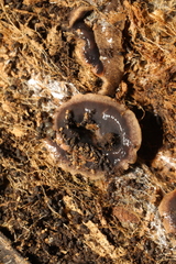 Arthurdendyus triangulatus