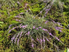 Liatris microcephala