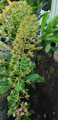 Grammatophyllum