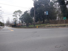 Magnolia grandiflora