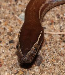 Brown House Snake photo 5