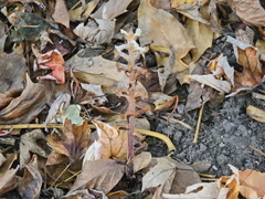 Orobanche hederae