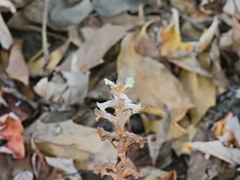 Orobanche hederae