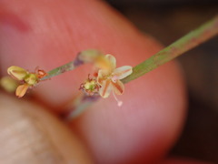 Eriogonum cithariforme