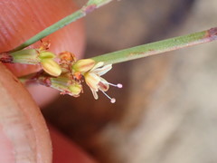 Eriogonum cithariforme