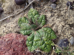 Euphorbia ecklonii
