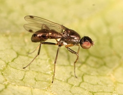 Sepsis fulgens