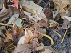 Orobanche hederae