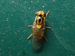 Thaumatomyia notata