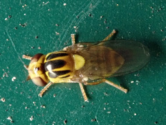 Thaumatomyia notata