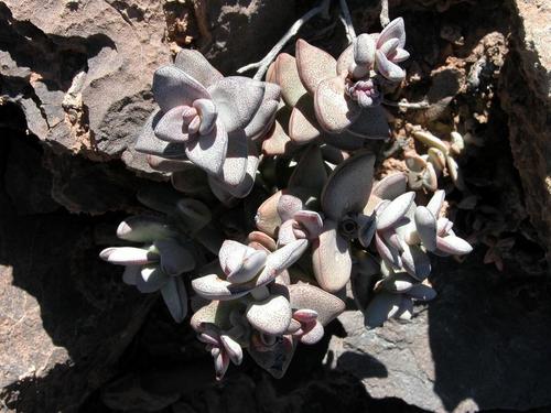 Crassula sladenii image