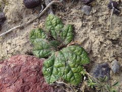 Euphorbia ecklonii