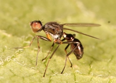 Sepsis fulgens