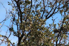 Diospyros lycioides lycioides
