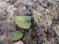 Eriospermum pubescens