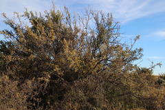 Diospyros lycioides lycioides