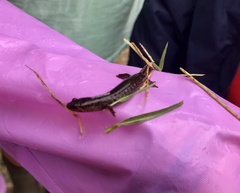 Desmognathus valtos