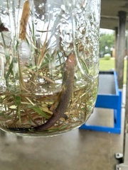 Desmognathus valtos