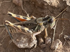 Melanoplus occidentalis