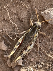 Melanoplus occidentalis