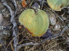 Eriospermum pubescens