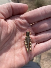 Melanoplus occidentalis