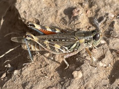 Melanoplus occidentalis