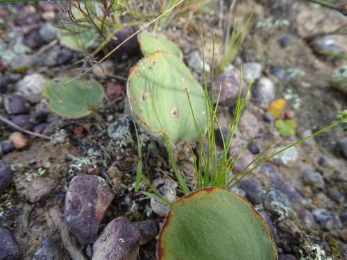 Image of Eriospermum pubescens by (c) Shaun Swanepoel, some rights reserved (CC BY)