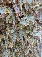 Hymenophyllum applanatum