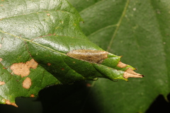 Phyllonorycter messaniella