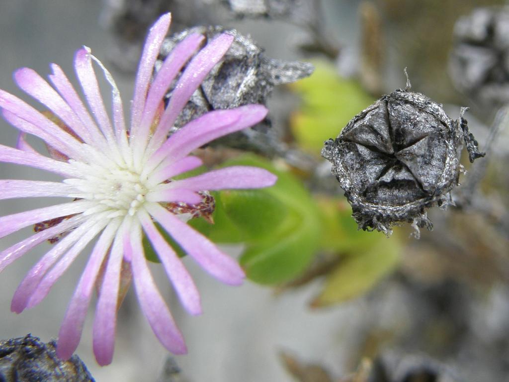 Erepsia oxysepala