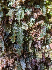 Hymenophyllum applanatum