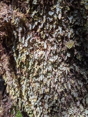 Hymenophyllum applanatum