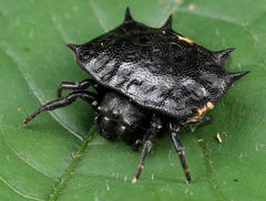 Isoxya tabulata