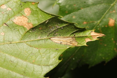 Phyllonorycter messaniella