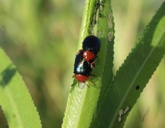Plagiodera arizonae