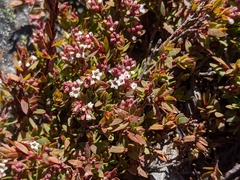Acrothamnus hookeri