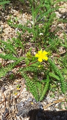 Potentilla luteosericea