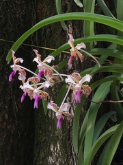 Vanda tricolor