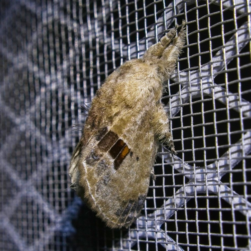 Tolype pellita