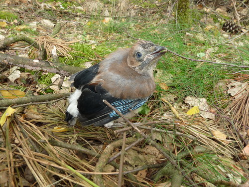 Eurasian Jay, 5563 Westerhoven, Netherlands, photo 10 of 10