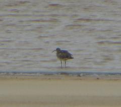 Numenius phaeopus phaeopus