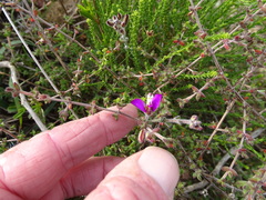 Polygala pubiflora