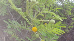 Vachellia caven